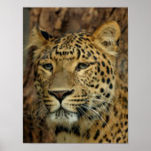 Leopard Poster (Voorkant)