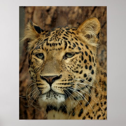 Leopard Poster (Voorkant)