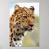 Leopard Poster (Voorkant)