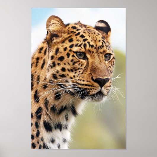 Leopard Poster (Voorkant)