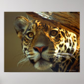 Leopard Poster (Voorkant)