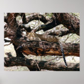 Leopard Poster (Voorkant)