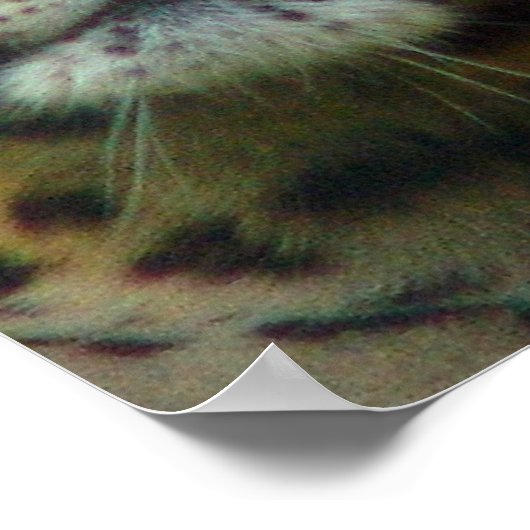 Leopard-Poster afdrukken Poster (Hoek)