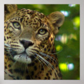 Leopard-Poster afdrukken Poster (Voorkant)