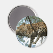Leopard Resting in Tree Magneet (Voorkant / Achterkant)