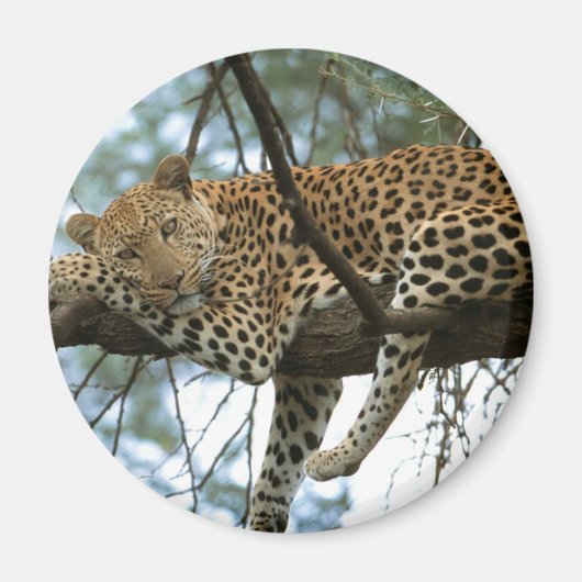 Leopard Resting in Tree Magneet (Voorkant)