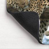 Leopard Resting in Tree Muismat (Hoek)