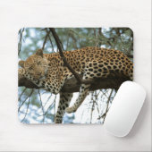 Leopard Resting in Tree Muismat (Met muis)