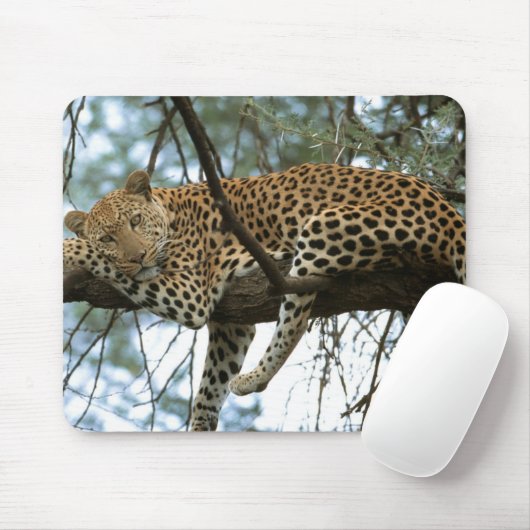 Leopard Resting in Tree Muismat (Met muis)