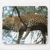 Leopard Resting in Tree Muismat (Voorkant)
