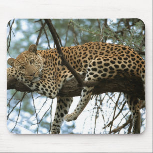Leopard Resting in Tree Muismat