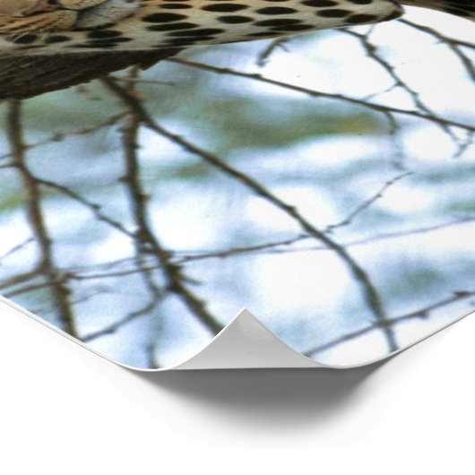 Leopard Resting in Tree Poster (Hoek)