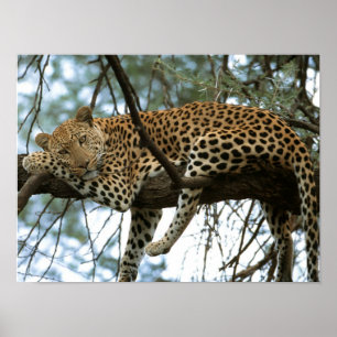 Leopard Resting in Tree Poster