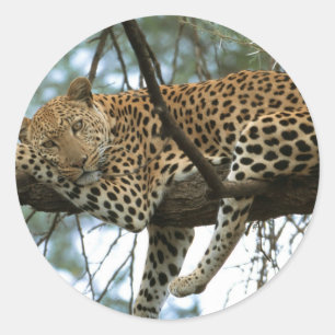 Leopard Resting in Tree Ronde Sticker