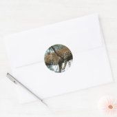Leopard Resting in Tree Ronde Sticker (Envelop)