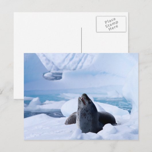 Leopard Seal Briefkaart (Voorkant / Achterkant)