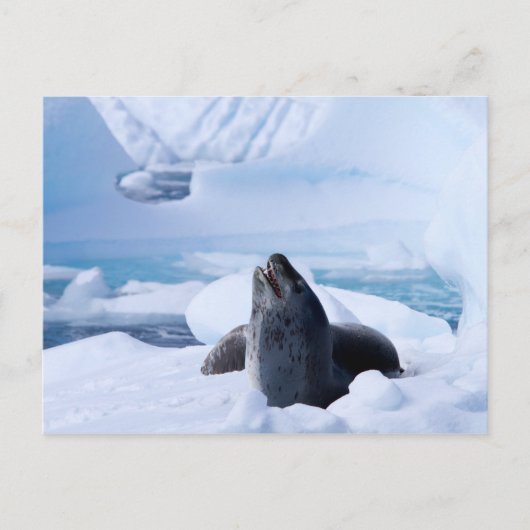 Leopard Seal Briefkaart (Voorkant)