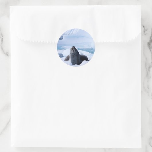 Leopard Seal Ronde Sticker (Tas)