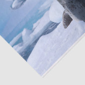 Leopard Seal Tissuepapier (Detail)