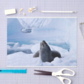 Leopard Seal Tissuepapier (Craft)