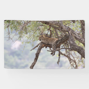Leopard Spandoek