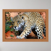 Leopard Stalking Closeup Fotografie Poster (Voorkant)