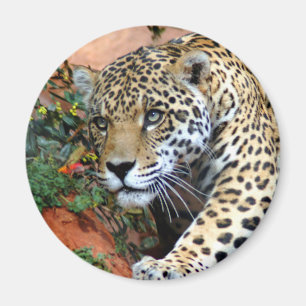 Leopard Stalking Macro Magneet
