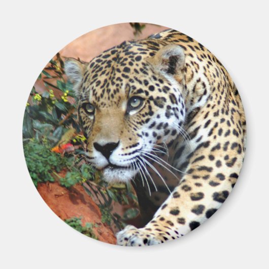 Leopard Stalking Macro Magneet (Voorkant)