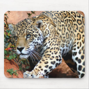 Leopard Stalking Macro Muismat