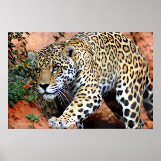 Leopard Stalking Macro Poster (Voorkant)