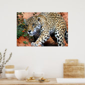 Leopard Stalking Macro Poster (Keuken)
