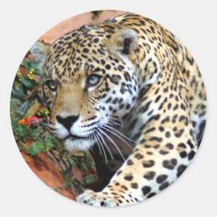 Leopard Stalking Macro Ronde Sticker