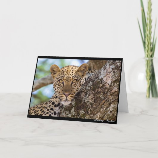 Leopard Stare Kaart (Voorkant)