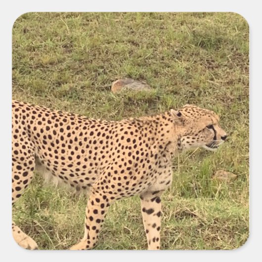 Leopard Sticker (Voorkant)