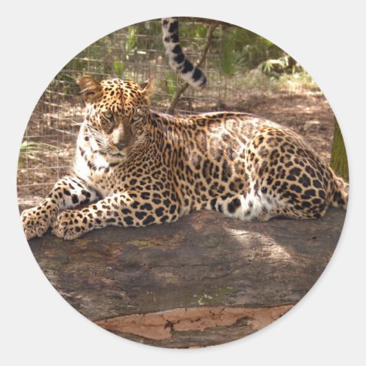 Leopard Sticker (Voorkant)