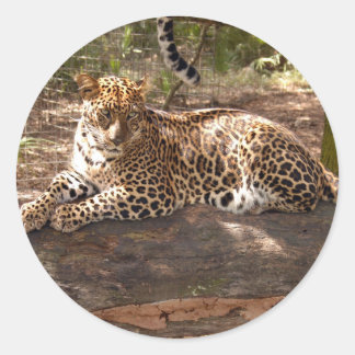 Leopard Sticker