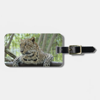 Leopard Sundari_007 Bagagelabel