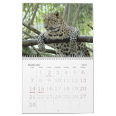 Leopard Sundari_008, Leopard Sundari Kalender (Feb 2027)