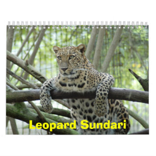 Leopard Sundari_008, Leopard Sundari Kalender