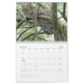 Leopard Sundari_008, Leopard Sundari Kalender (Mar 2026)