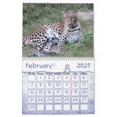 Leopard Sundari_010, Leopard Kalender (Feb 2027)