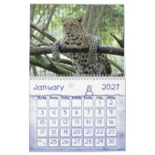 Leopard Sundari_010, Leopard Kalender (Jan 2027)