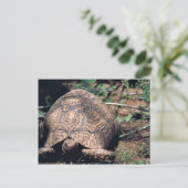 Leopard tortoise briefkaart (Staand voorkant)