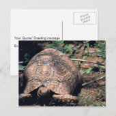 Leopard tortoise briefkaart (Voorkant / Achterkant)