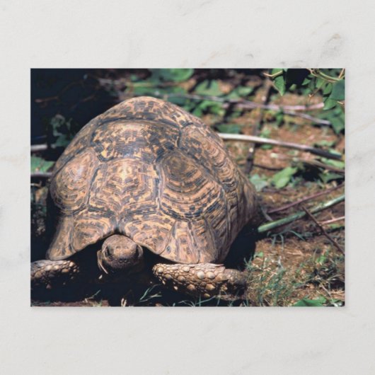 Leopard tortoise briefkaart (Voorkant)