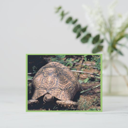 Leopard tortoise briefkaart (Staand voorkant)