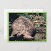 Leopard tortoise briefkaart (Voorkant / Achterkant)