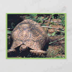 Leopard tortoise briefkaart