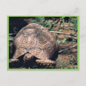 Leopard tortoise briefkaart (Voorkant)