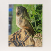 Leopard Tortoise in het gras Legpuzzel (Verticaal)